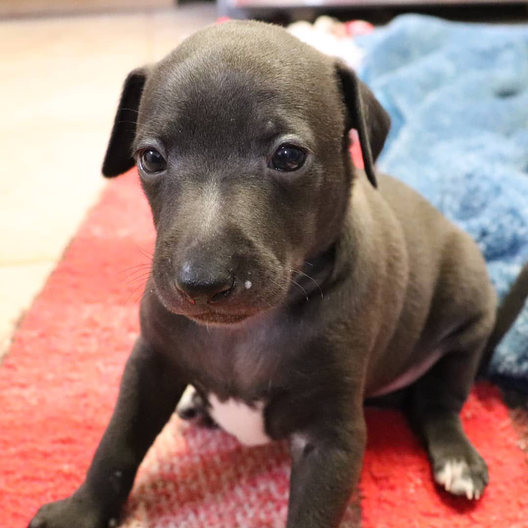 Bela