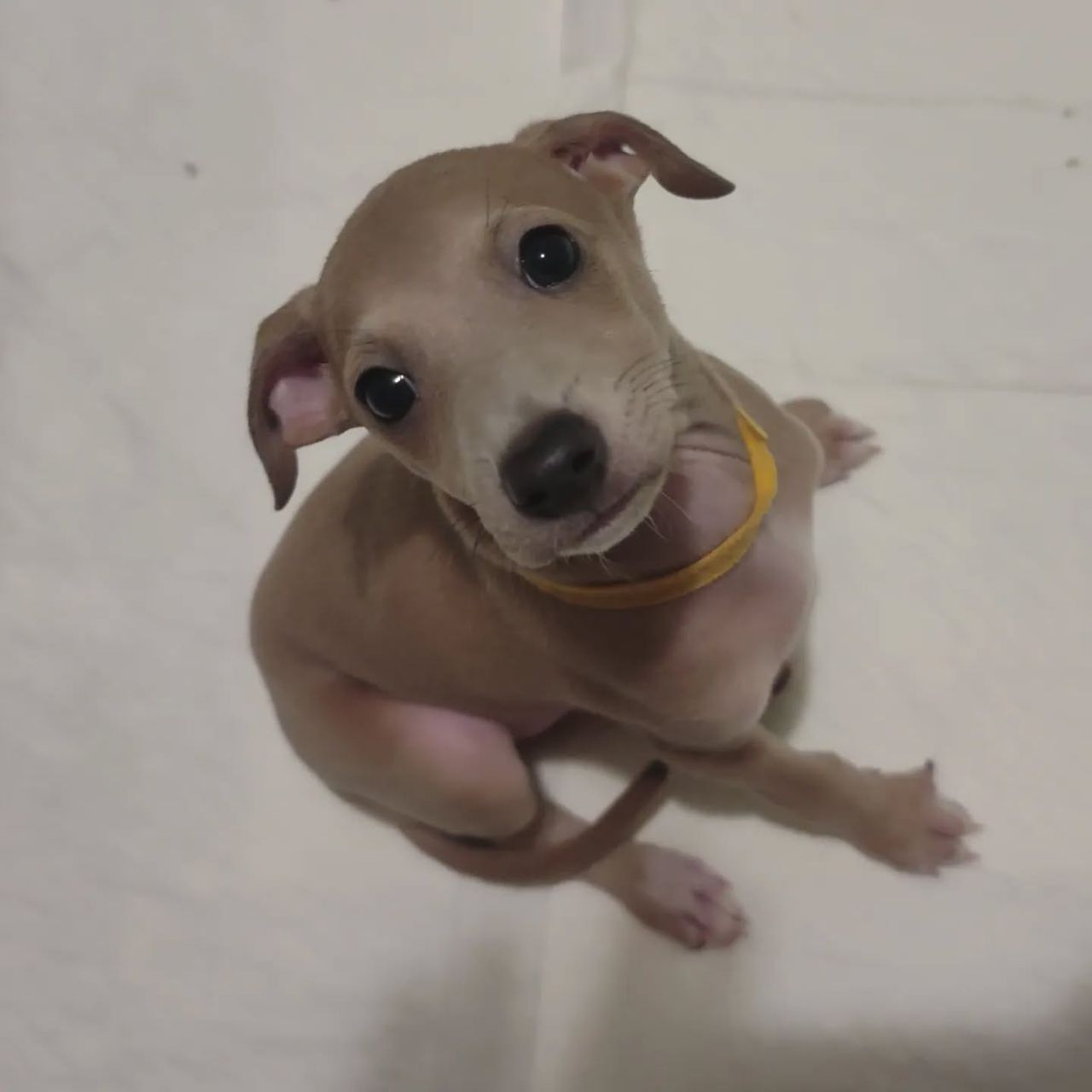 Toby