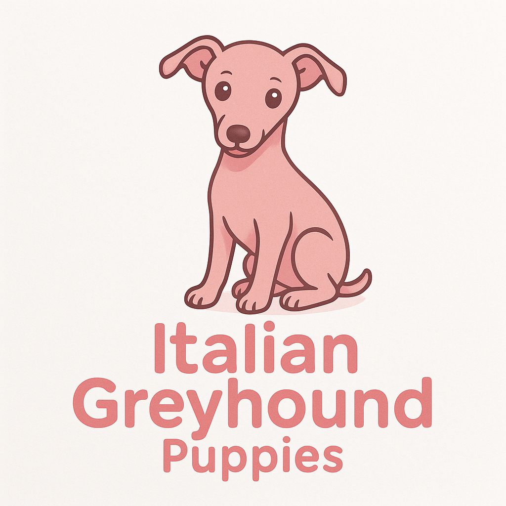 Italian Greyhound Puppies
